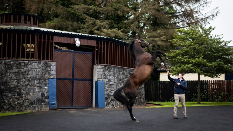 Camelot shows off while on parade at Coolmore