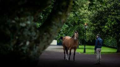 Saxon Warrior with handler Tobin Murphy at Coolmore