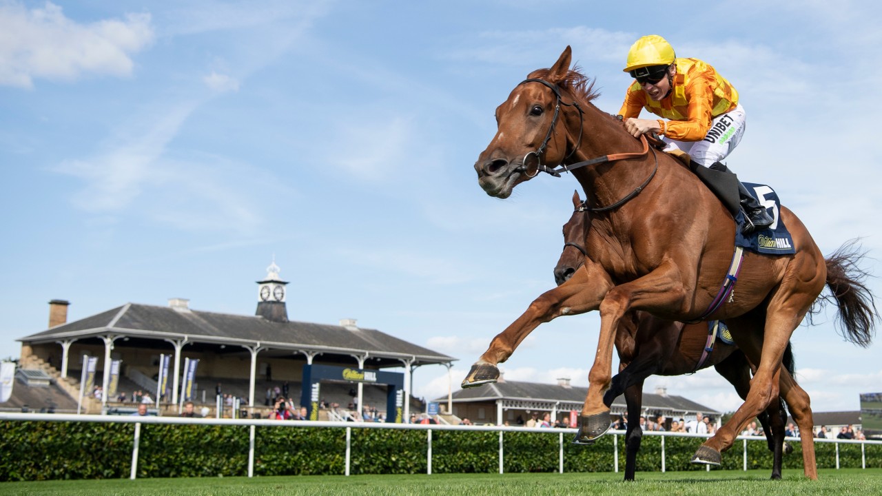 St Leger festival the musthave guide to four top days of racing at