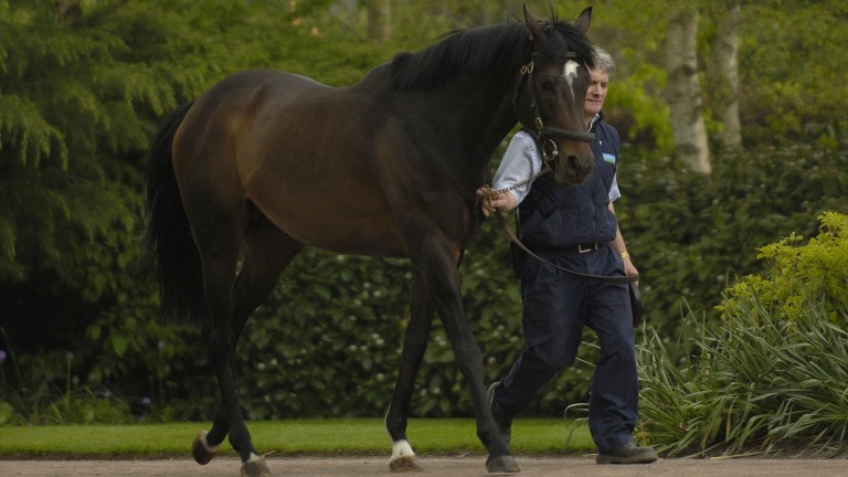 High Chaparral: Fancy Blue is out of a sister to late Coolmore stallion and Derby winner