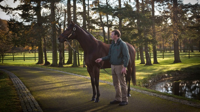 Sea The Stars: looking for Group 1 winner number 14 with unbeaten Ridenza