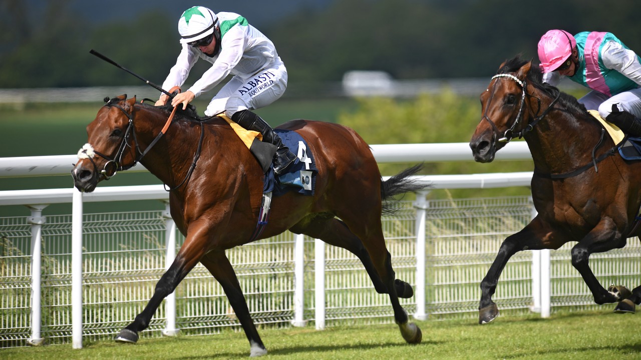'He's a lovely, big lad' Derby runnerup Khalifa Sat to stand at