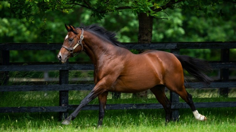 Free Eagle: a nomination to the Irish National Stud stallion is up for grabs