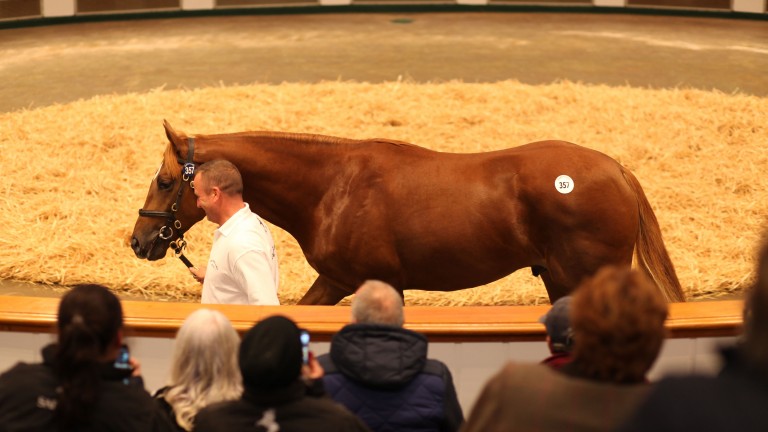 Act Of Wisdom sells to Godolphin for 1,100,000gns at Book 1 of the Tattersalls October Yearling Sale