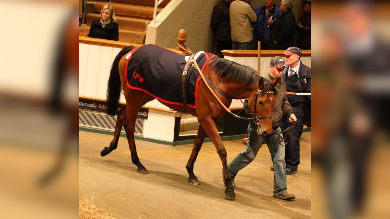 Jacqueline Quest in the Tattersalls ring before selling to Charlie Gordon-Watson for 600,000gns in 2011