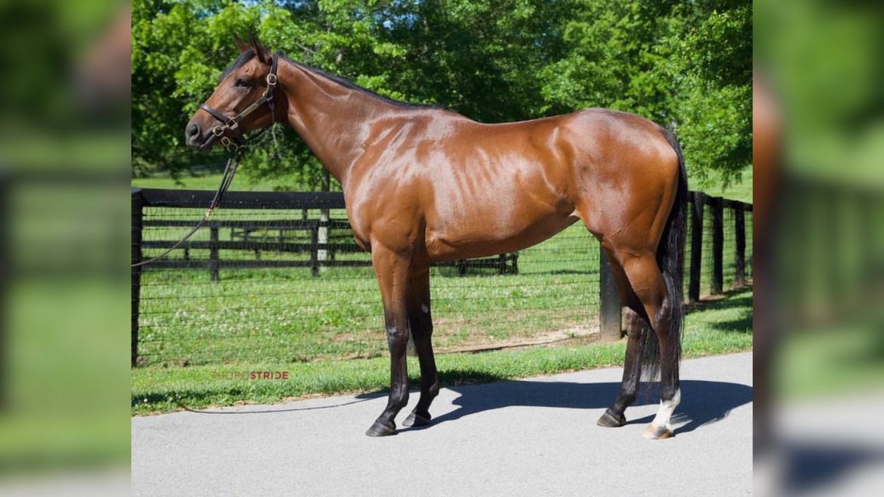 greyhounds for sale racing post