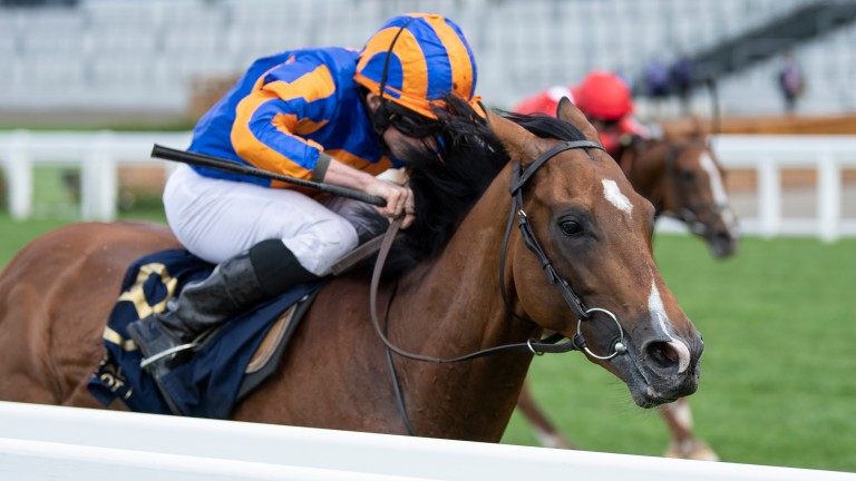 Santiago: Irish Derby hero is among the leading contenders for the St Leger