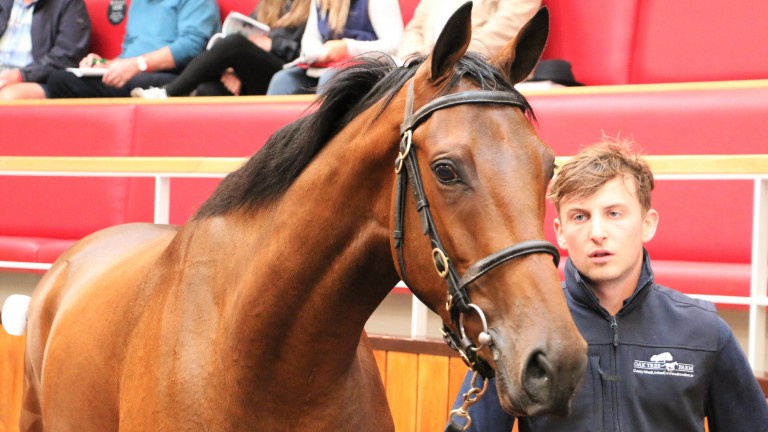 Lot 620: the Getaway gelding bought by Michael Moore for £175,000