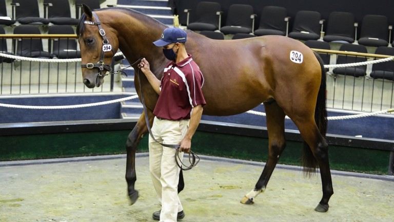 The Futura colt out of Siena's Star is led around the sales ring