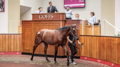 Admiral Nelson: last year's Premier Sale top lot in the Doncaster ring