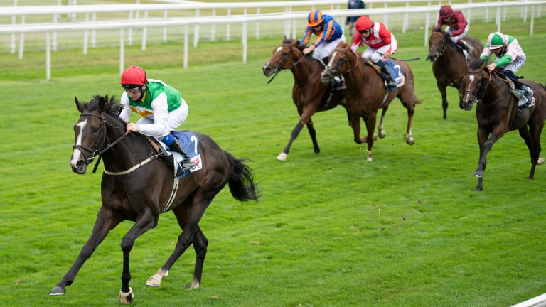 Pyledriver: won last year's Great Voltigeur at the Ebor meeting