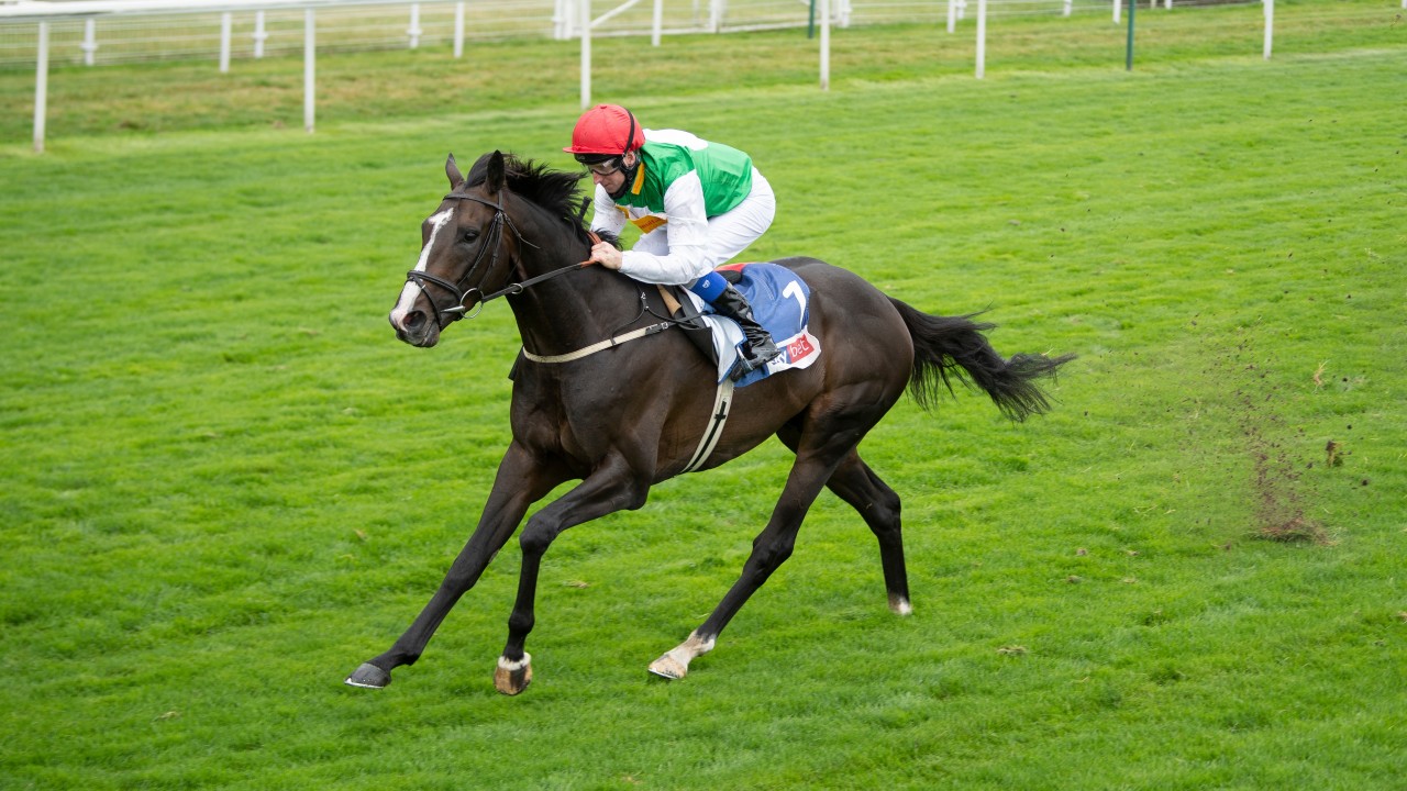 Muir Confident Pyledriver Is A Better Horse Now Than He S Ever Been Horse Racing News Racing Post