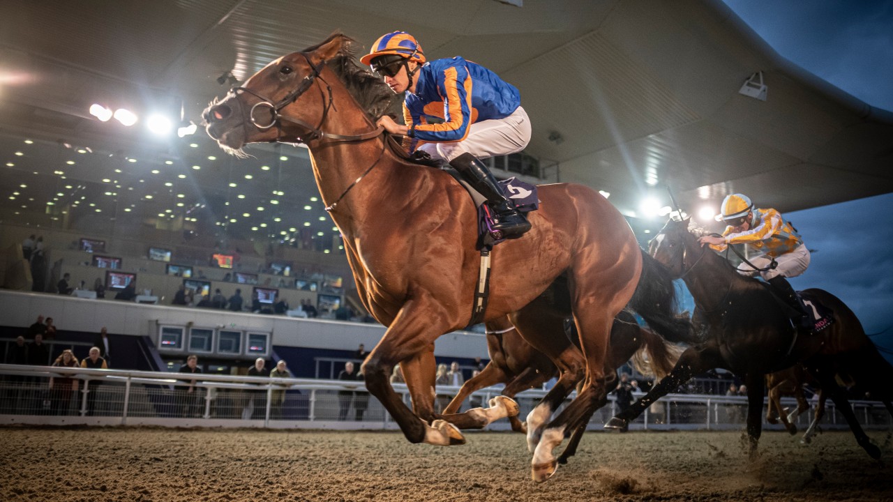 greyhounds for sale racing post