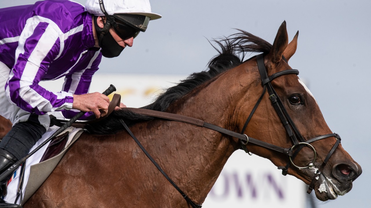 cartier horse of the year