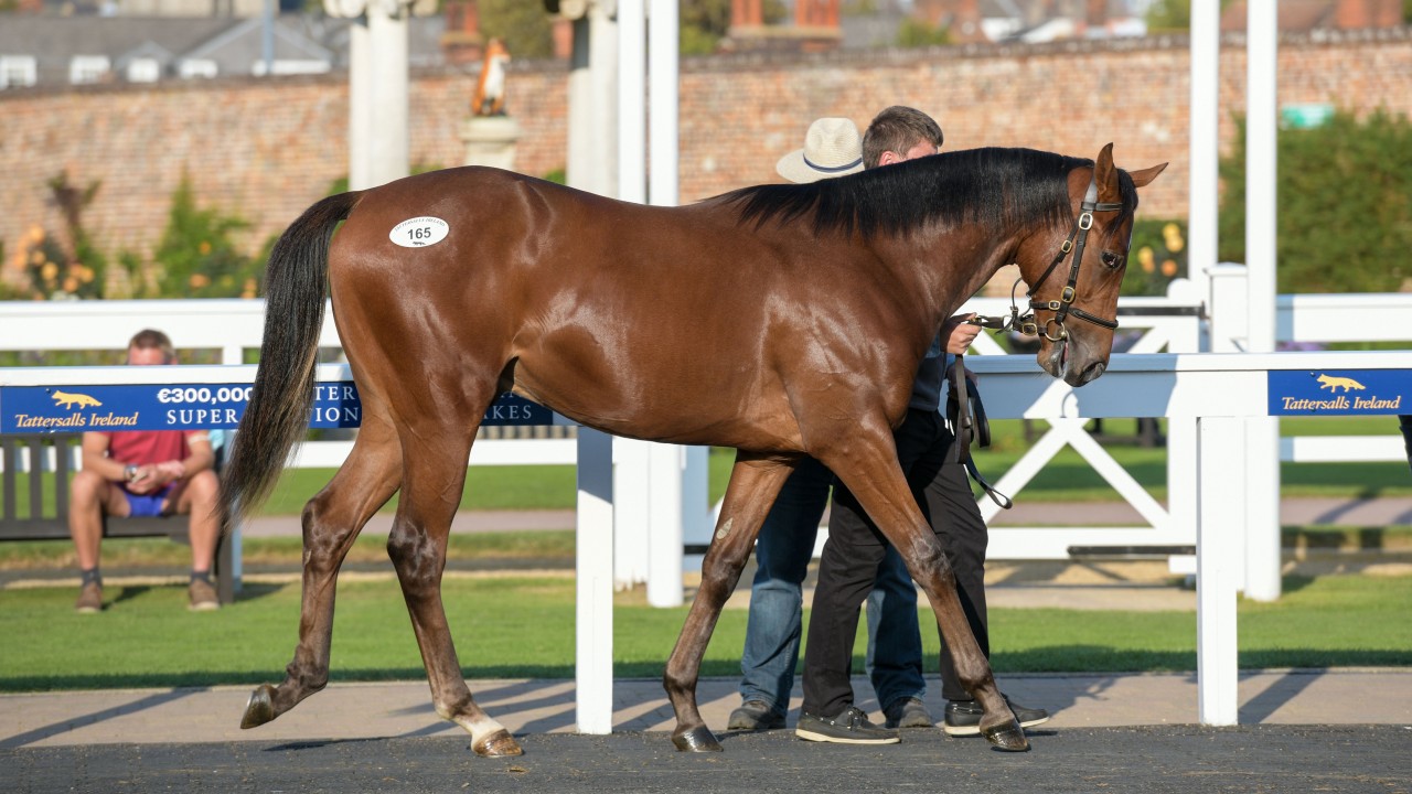 greyhounds for sale racing post