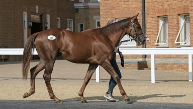 Lot 260 New Approach (IRE) / Maoineach (USA) Ch.C. (IRE) Boherguy Stud Ebonos 190,000 22092020 TISY ©Tattersalls