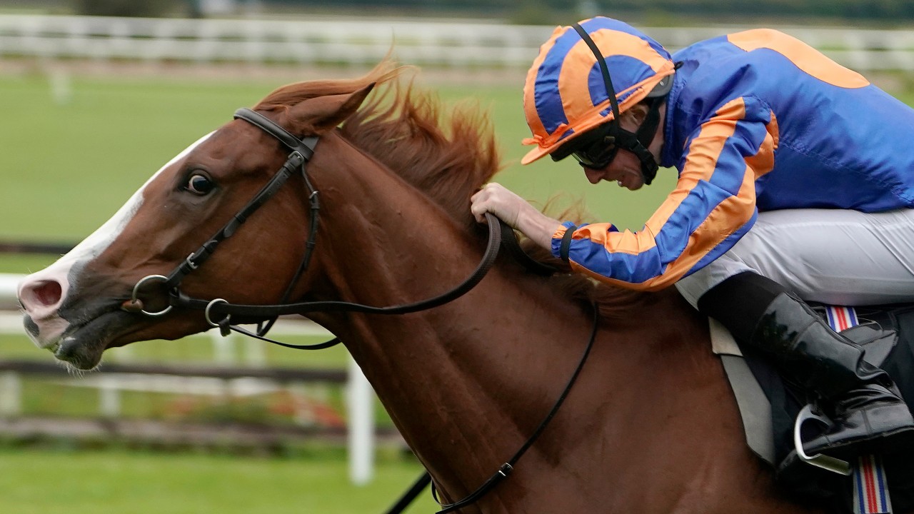 racing post greyhound cards for tomorrow