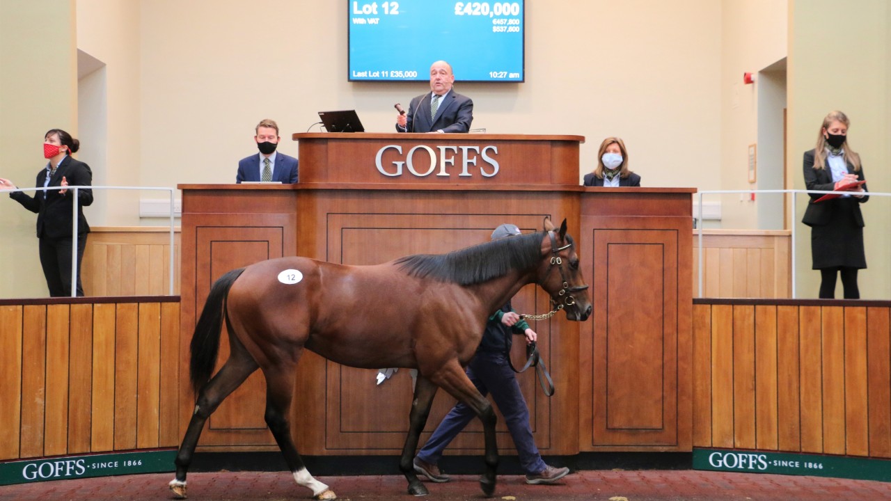 greyhounds for sale racing post