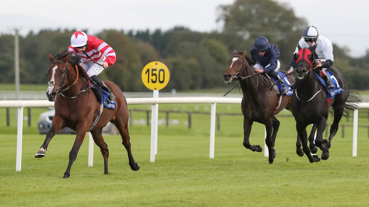 Classy Jason The Militant Warms Up For Jumps Campaign With Maiden Procession Horse Racing News Racing Post