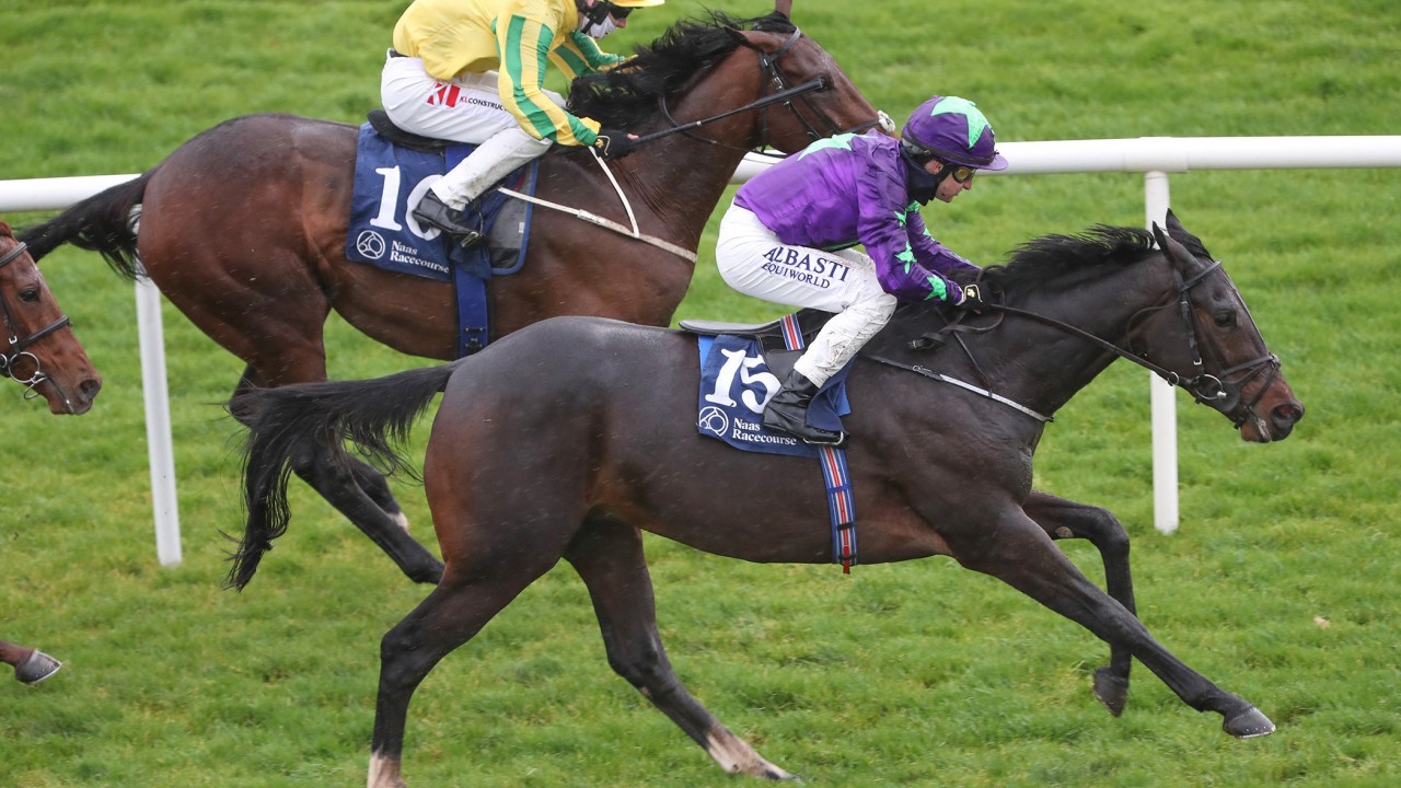 greyhounds for sale racing post