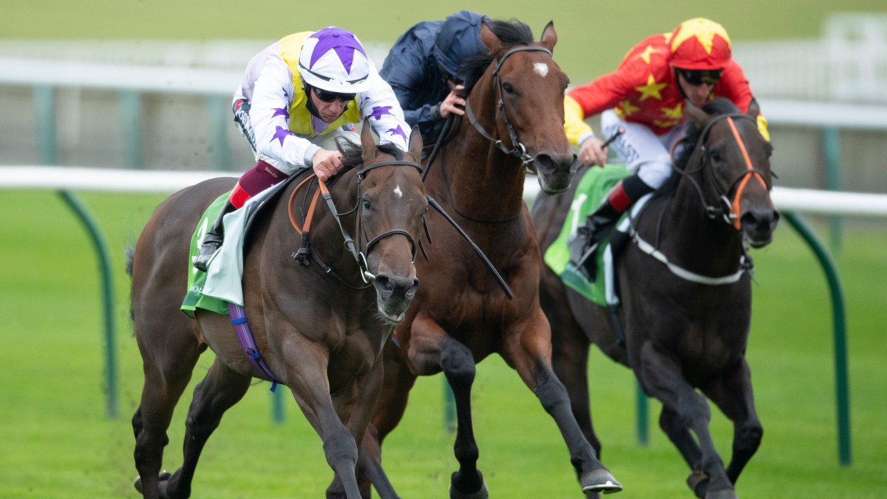 greyhounds for sale racing post