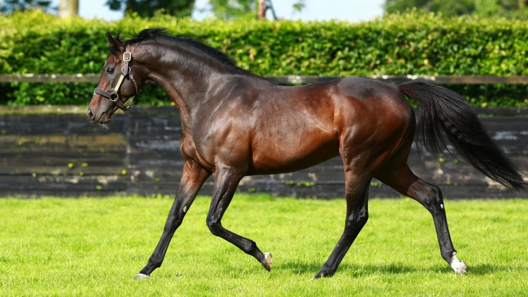Camelot: top-class stallion and sire of Luxembourg