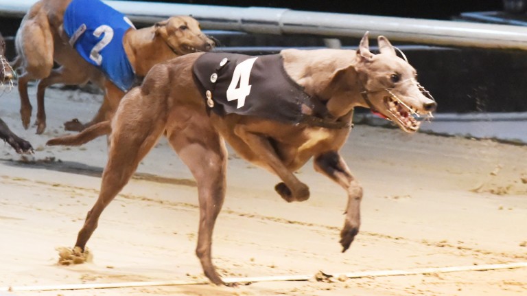Greyhound racing to receive £ 1million in emergency government funding