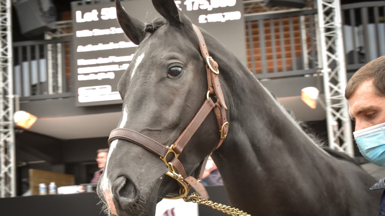 greyhounds for sale racing post