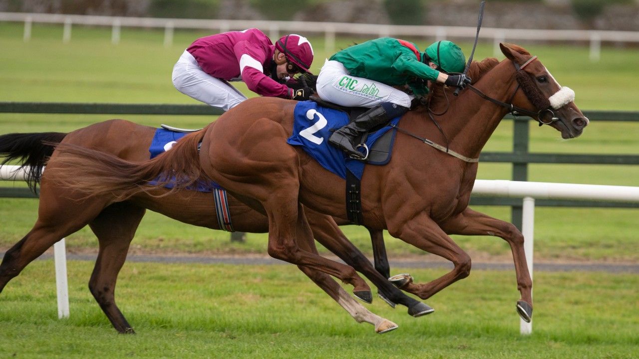 greyhounds for sale racing post