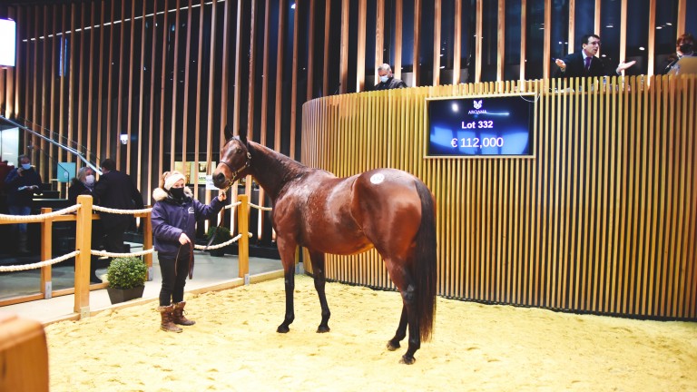 No Faith: the daughter of Le Havre was knocked down to Haras d'Etreham and Haras du Lieu Marmion for €112,000