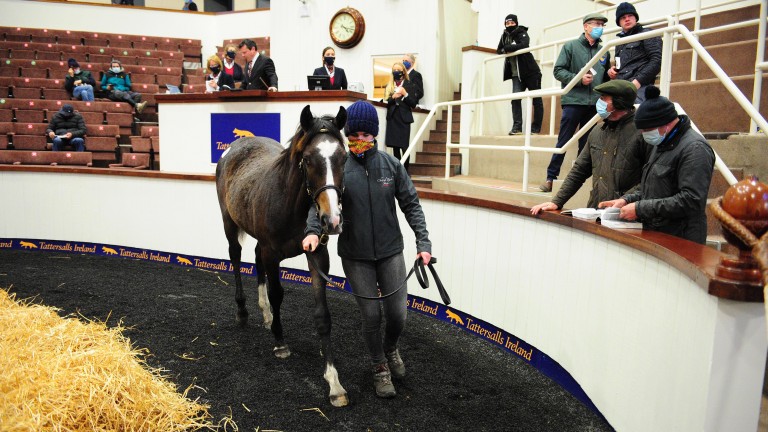Charel Park Stud's Jukebox Jury colt is knocked down to Richard Rohan for €70,000