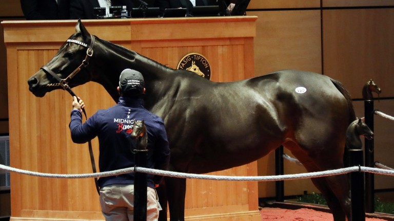 Midnight Bisou in the ring before being knocked down for $5m to Chuck Allen