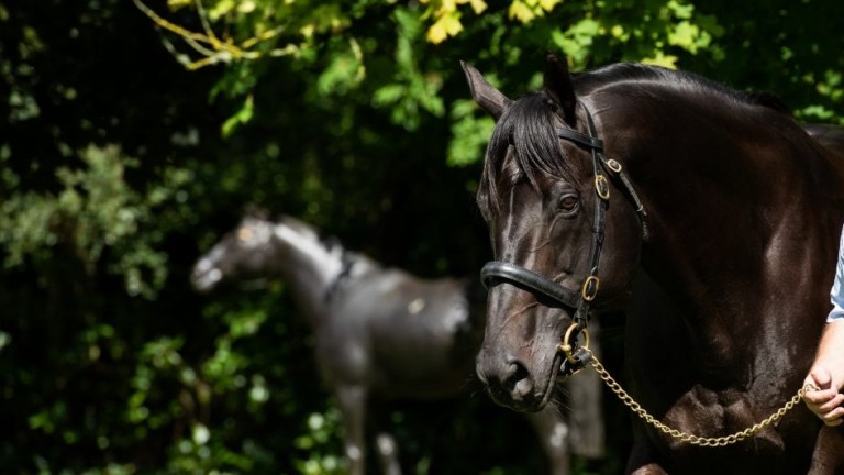 Wootton Bassett takes in his new surroundings at Coolmore