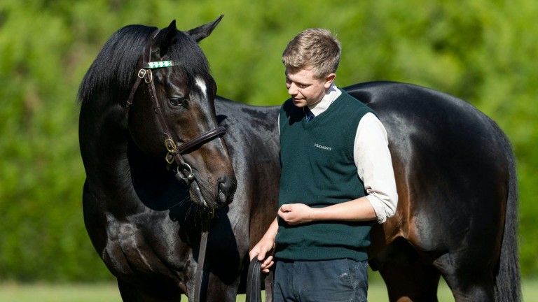 Bated Breath: Banstead Manor Stud resident stands at just £12,500 in 2021