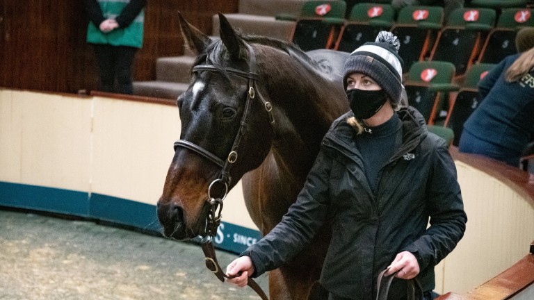 Apple's Jade takes centre stage at the Goffs December National Hunt Sale