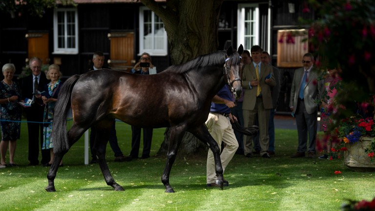 Golden Horn: Derby winner is on the move from Dalham Hall