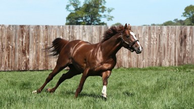 Lope De Vega: rising star stallion has the ammunition for his biggest year yet in 2021