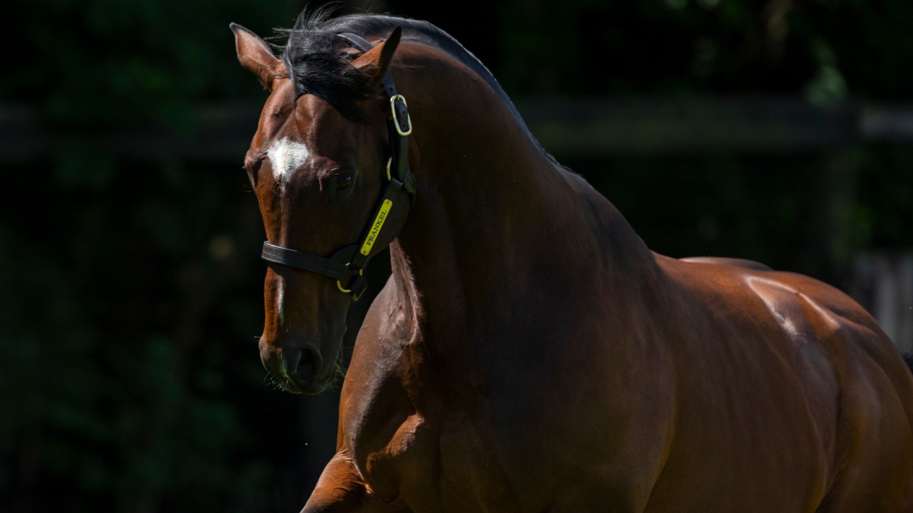 Juddmonte unveils exciting mating plans for blue-blooded ...