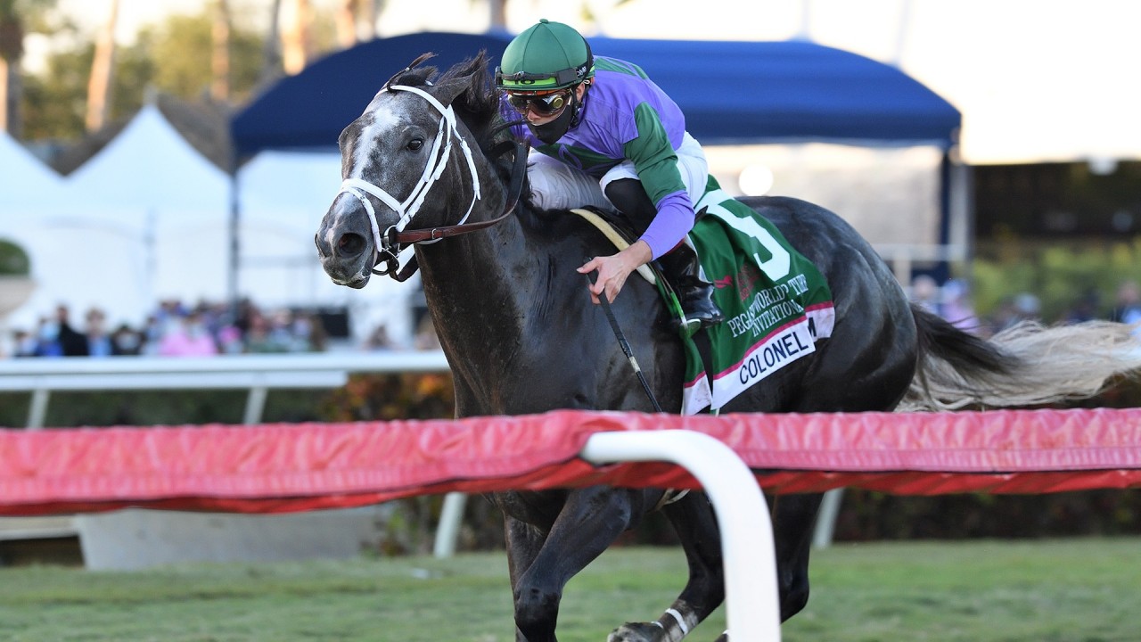 Great Horses Do Great Things Cox Praises Dominant Pegasus Winner Knicks Go Horse Racing News Racing Post