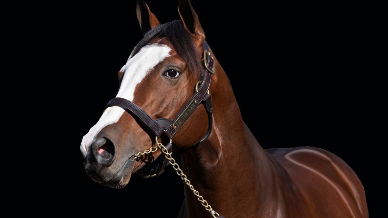 The stunning-looking New York-bred was one of the star names of 2020