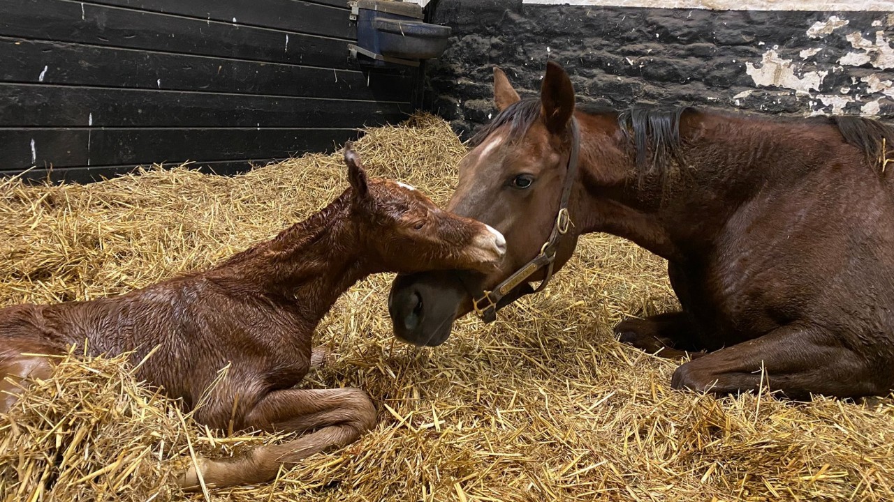 The Racing Post Foal Gallery Is Back - So Please Keep Firing In Your 