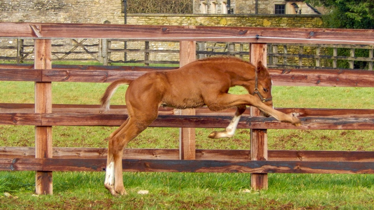 The Racing Post Foal Gallery Is Back - So Please Keep Firing In Your 