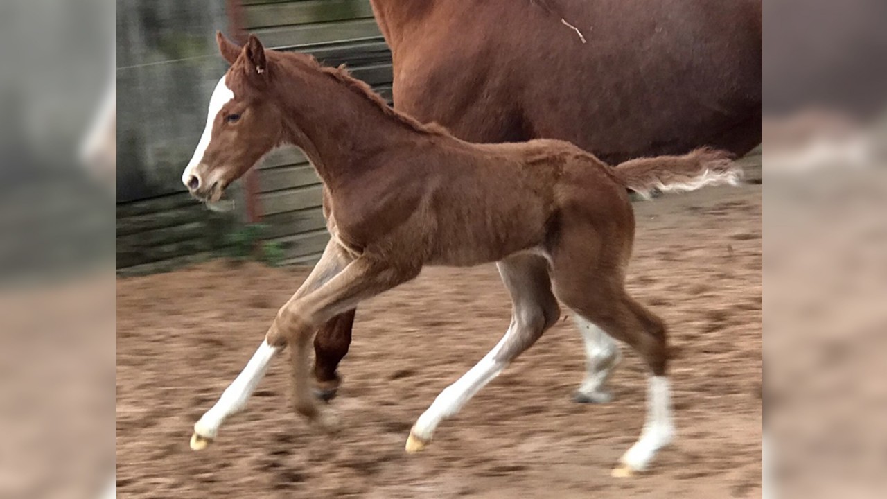 The Racing Post Foal Gallery Is Back - So Please Keep Firing In Your 