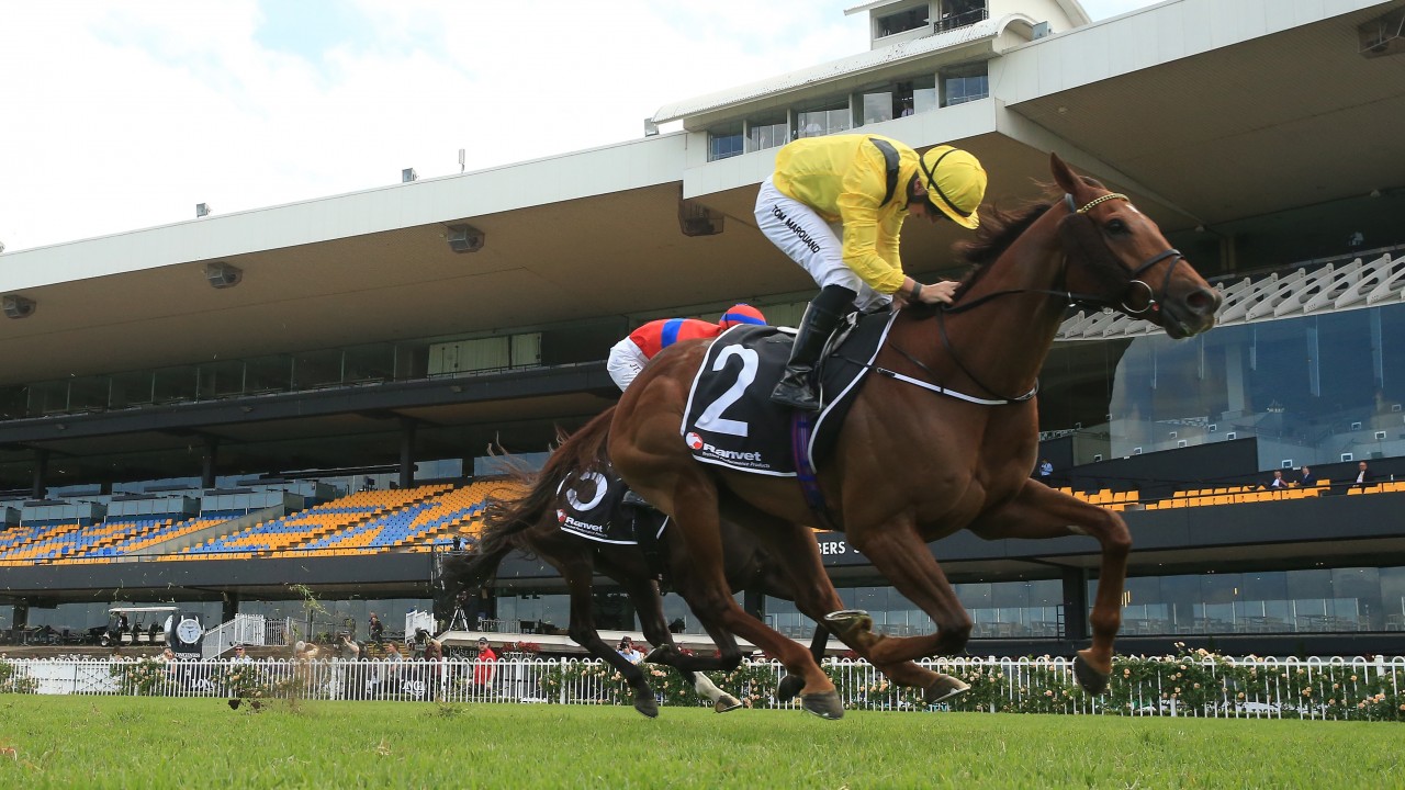 Addeybb Must Pass Veterinary Inspection Before Ranvet Stakes Defence Horse Racing News Racing Post