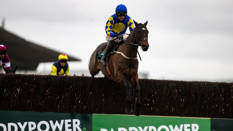 Kemboy: has the option of the Stayers' Hurdle at the Cheltenham Festival