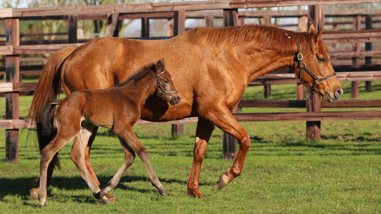 The Racing Post Foal Gallery Is Back - So Please Keep Firing In Your 