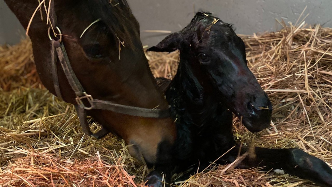 The Racing Post Foal Gallery Is Back - So Please Keep Firing In Your 