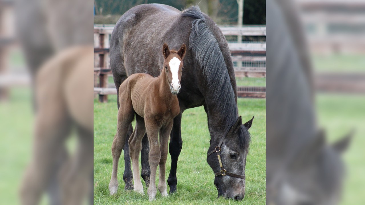 The Racing Post Foal Gallery Is Back - So Please Keep Firing In Your 