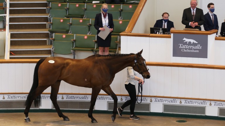 Tattersalls has announced a new sale to be held at Park Paddocks