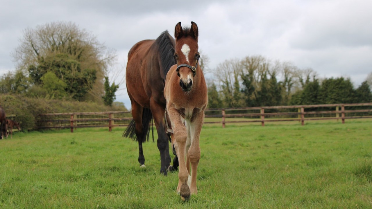 The Racing Post Foal Gallery Is Live - So Please Keep Firing In Your 